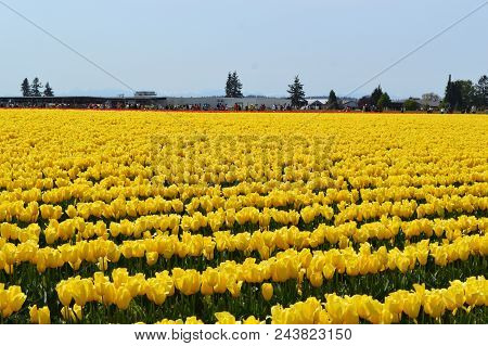 Skagit Valley Yellow Tulips