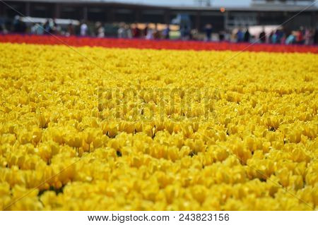 Skagit Valley Yellow And Red Tulips