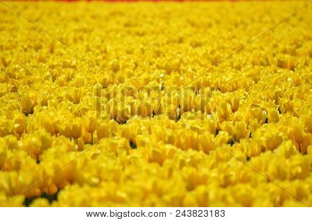 Skagit Valley Yellow Tulips