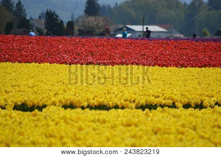 Skagit Valley Yellow And Red Tulips
