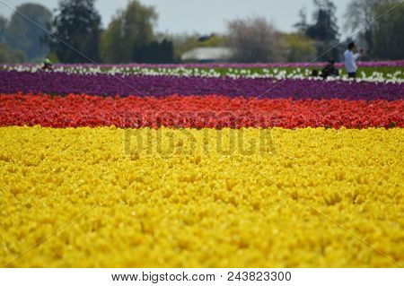 The Famous Skagit Valley Tulip Festival