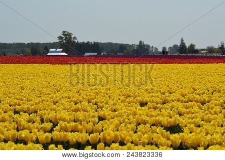 Skagit Valley Tulip Festival 2018
