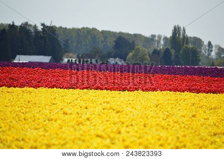 Flowers Blooming For Skagit Valley Tulip Festival