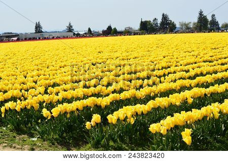Skagit Valley Tulip Festival Seattle