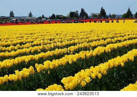 Washington In Bloom