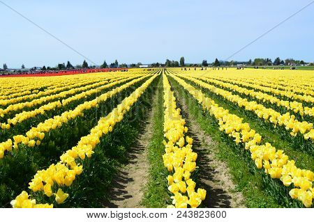 Spring Combo - Skagit Valley Tulip Festival