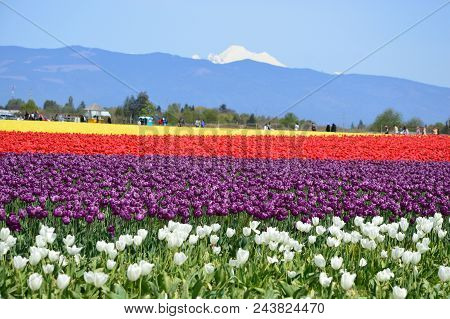 Tulip Colors In Skagit Valley Field Mount Vernon Seattle Wa