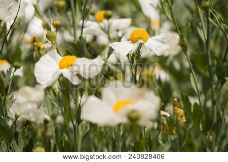 Details Of California Tree Poppy Flowers, Romneya Coulteri.