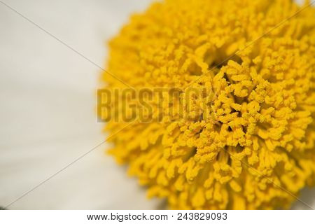 Details Of California Tree Poppy Flowers, Romneya Coulteri.