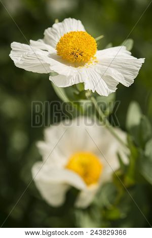 Details Of California Tree Poppy Flowers, Romneya Coulteri.