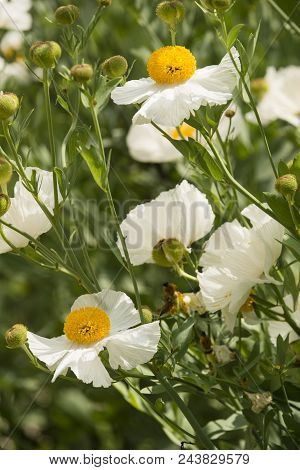 Details Of California Tree Poppy Flowers, Romneya Coulteri.