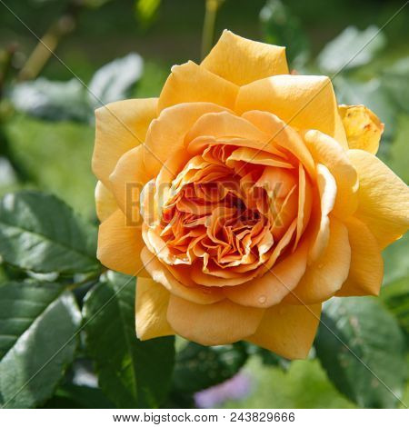 Blooming Yellow Rose In The Garden On A Sunny Day After Rain. David Austin Rose Golden Celebration