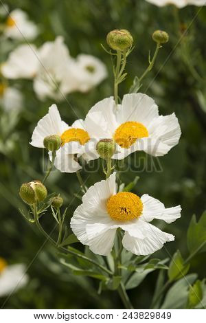 Details Of California Tree Poppy Flowers, Romneya Coulteri.
