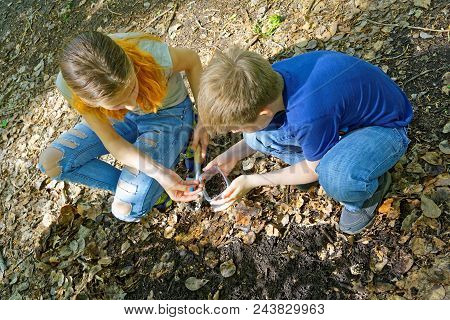 Preparing For Fishing,extraction Of Bait.teenagers Digging Earthworms Under Dry Foliage
