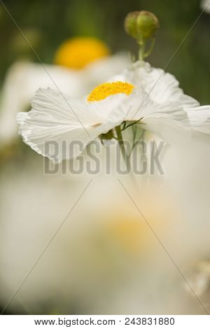 Details Of California Tree Poppy Flowers, Romneya Coulteri.