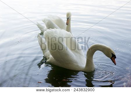 Two Beautiful White Swans Swimming On A Sunset Lake. Moldova Briceni, May 2018. Selective Focus.