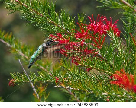 Anna's Hummingbird (calypte Anna)