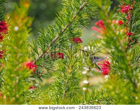 Anna's Hummingbird (calypte Anna)