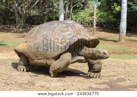 Giant Turtles, Dipsochelys Gigantea In Tropical Island Mauritius , Close Up
