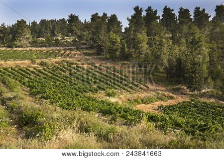A Vineyard Cultivated In The Midst Of A Pine Forest Near Jerusalem, Israel