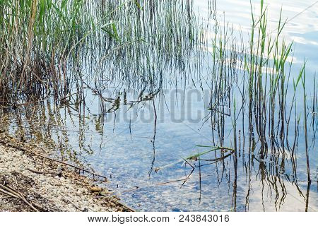 Plants On The River Bank Close-up Of Selective Focus. Bulrush Closeup