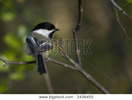 Poecile atricapillus (Parus Atricapillus)