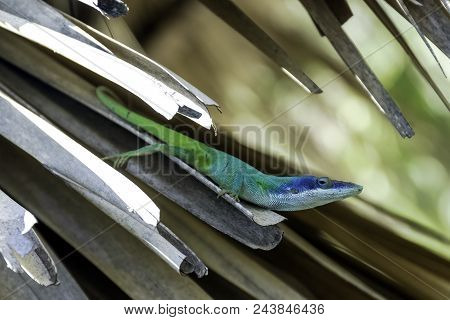 Cuban Male Lizard Allisons Anole (anolis Allisoni), Also Known As The Blue Headed Anole - Varadero, 