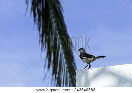 Northern Mockingbird (mimus Polyglottos) - Varadero, Cuba