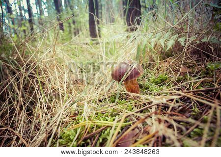 The Xerocomus Mushroom Growing In A Forest