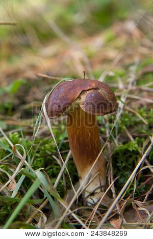 The Xerocomus Mushroom Growing In A Forest