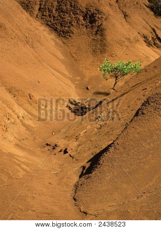 Jeden strom v Red Canyon