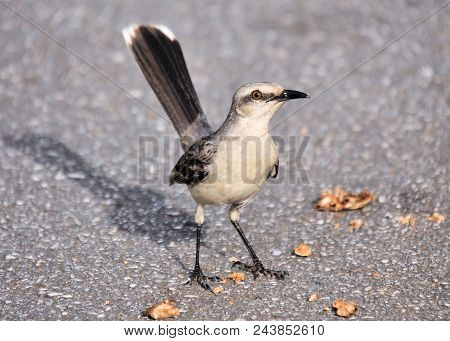 The Tropical Mocking Bird Of South America