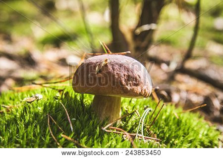 The Xerocomus Mushroom Growing In A Forest