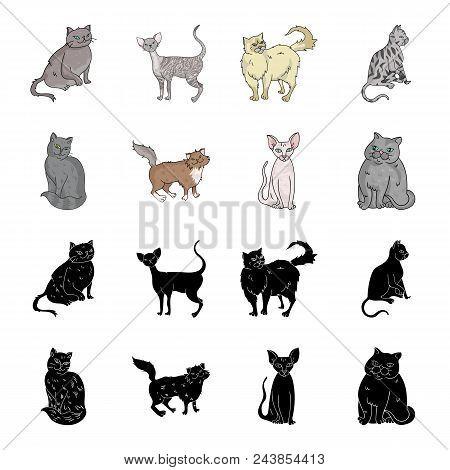 Sphinx, Nibelung, Norwegian Forest Cat And Other Species. Cat Breeds Set Collection Icons In Black, 