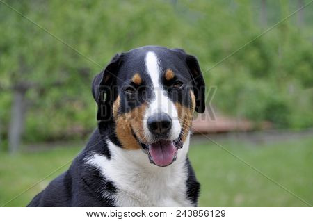 Young Sennenhund Close-up Playfull Look In The Eyes