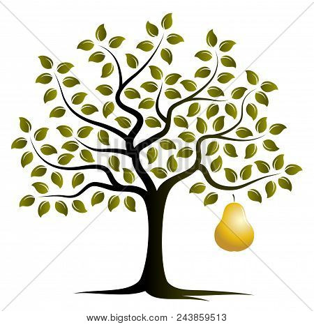 Vector Pear Tree With One Big Golden Pear Isolated On White Background