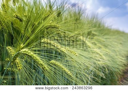 The Ears Of Barley Under The Weight Of Grain Are Knocked Out Of The Total Mass