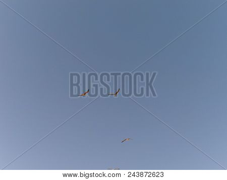 A Flock Of Seagulls Lifts The Flight On The Beach Of Valdovino