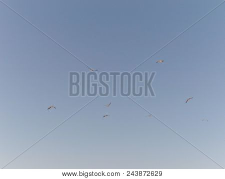 A Flock Of Seagulls Lifts The Flight On The Beach Of Valdovino