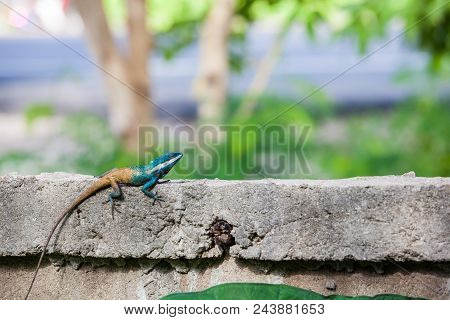 On A Concrete Fence Of A Park There Is A Calotes Mystaceus