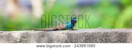 On A Concrete Fence Of A Park There Is A Calotes Mystaceus
