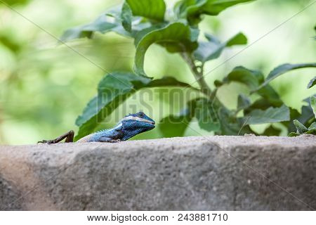 On A Concrete Fence Of A Park There Is A Calotes Mystaceus
