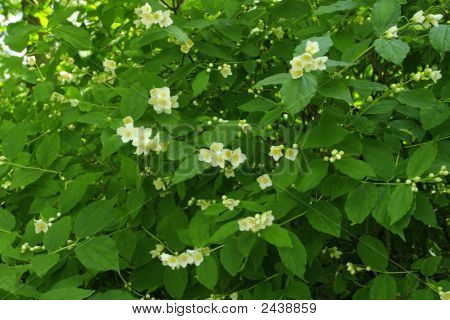 Blomstrende grønne Bush