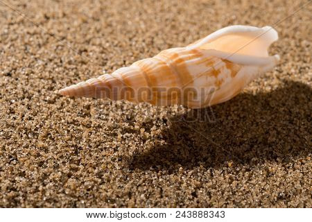 Side View Of A Conch Shell On Sand