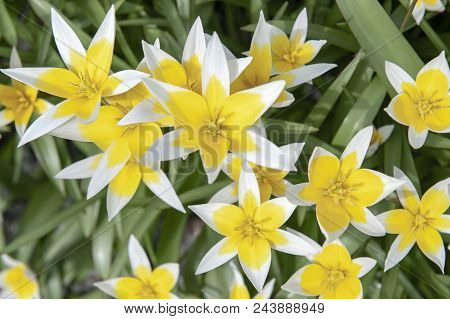 Tulipa Tarda (late Tulip Or Tarda Tulip) With Inflorescence Of Yellow Flowers In Full Bloom Growing
