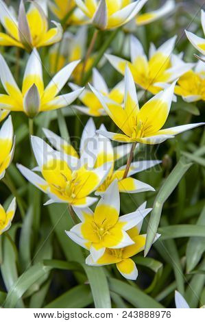 Tulipa Tarda (late Tulip Or Tarda Tulip) With Inflorescence Of Yellow Flowers In Full Bloom Growing