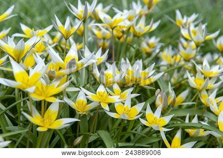 Tulipa Tarda (late Tulip Or Tarda Tulip) With Inflorescence Of Yellow Flowers In Full Bloom Growing