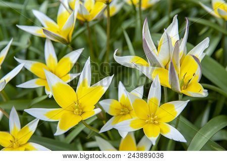 Tulipa Tarda (late Tulip Or Tarda Tulip) With Inflorescence Of Yellow Flowers In Full Bloom Growing