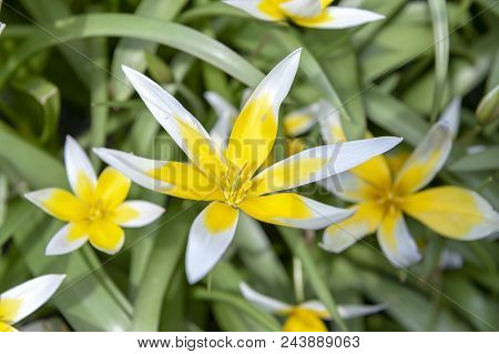 Tulipa Tarda (late Tulip Or Tarda Tulip) With Inflorescence Of Yellow Flowers In Full Bloom Growing