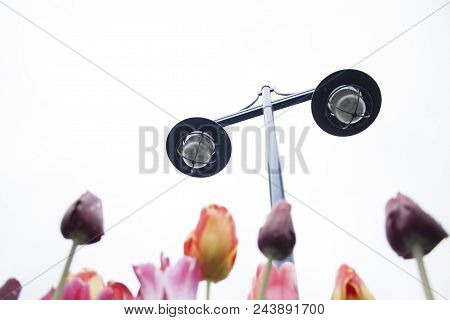 Abstract Artistic Angle Looking Up With Tulip Flowers In The Foggy Overcast White Sky In Port Moody,